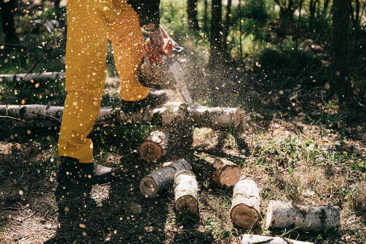 Excelsior Springs, MO Tree Service Company